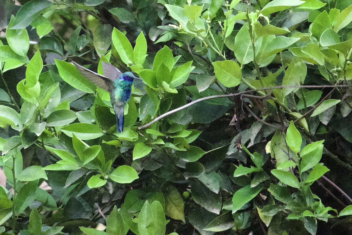 kolibřík modrolící - ML619084635