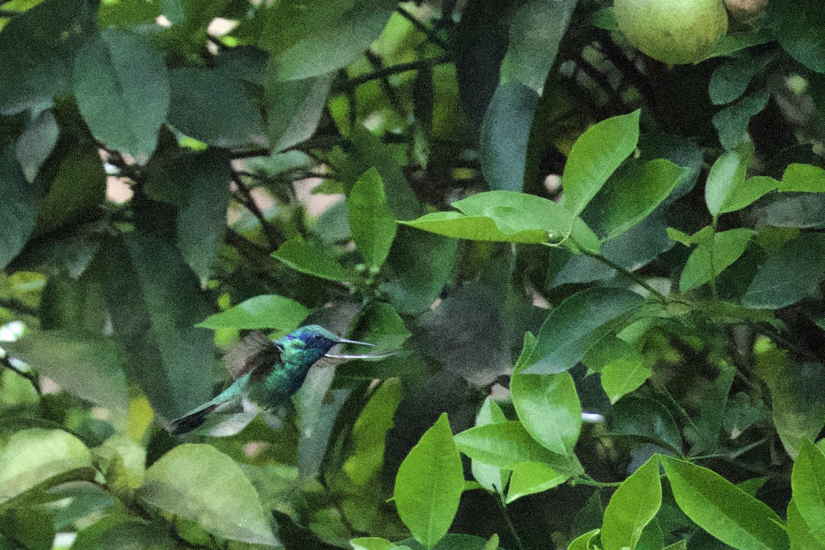 kolibřík modrolící - ML619084645