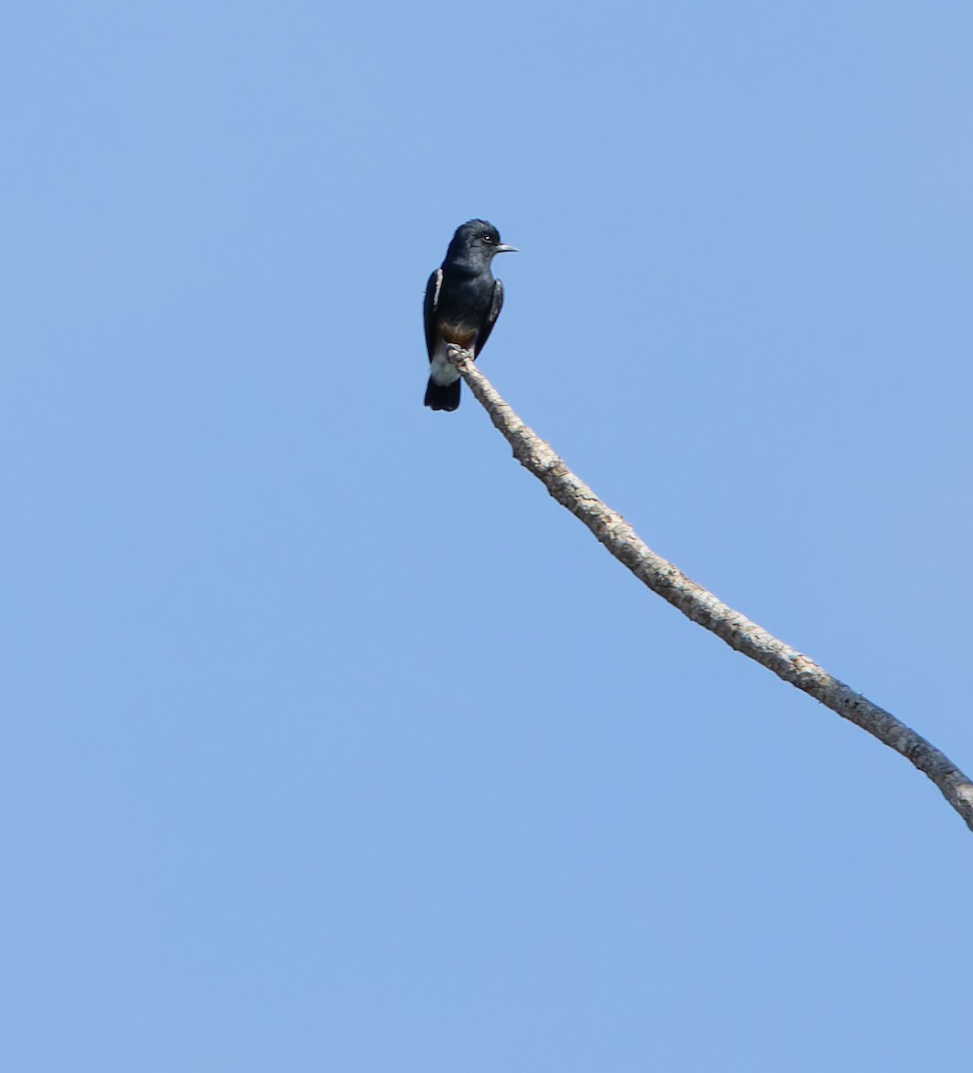 Swallow-winged Puffbird - ML619084655