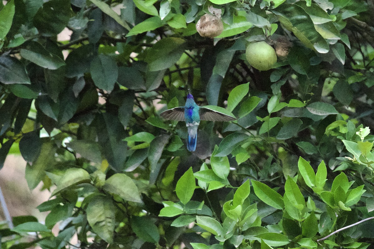 kolibřík modrolící - ML619084659