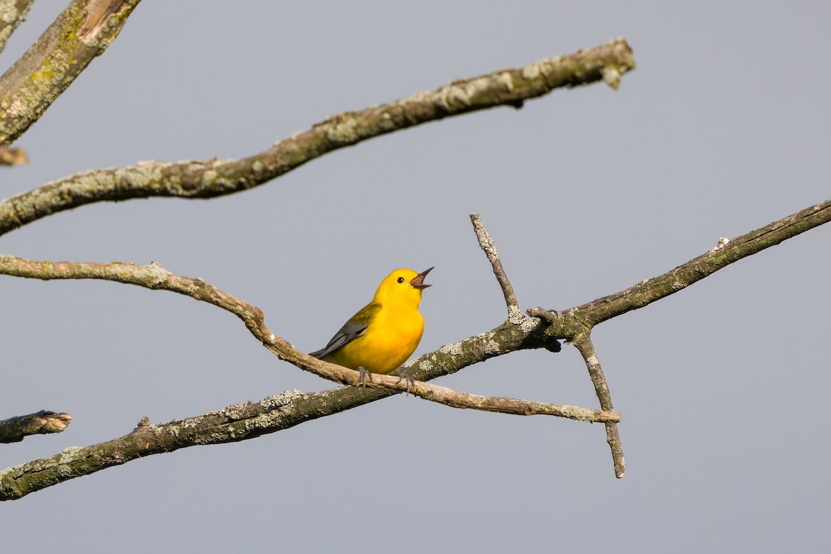 Prothonotary Warbler - ML619084670