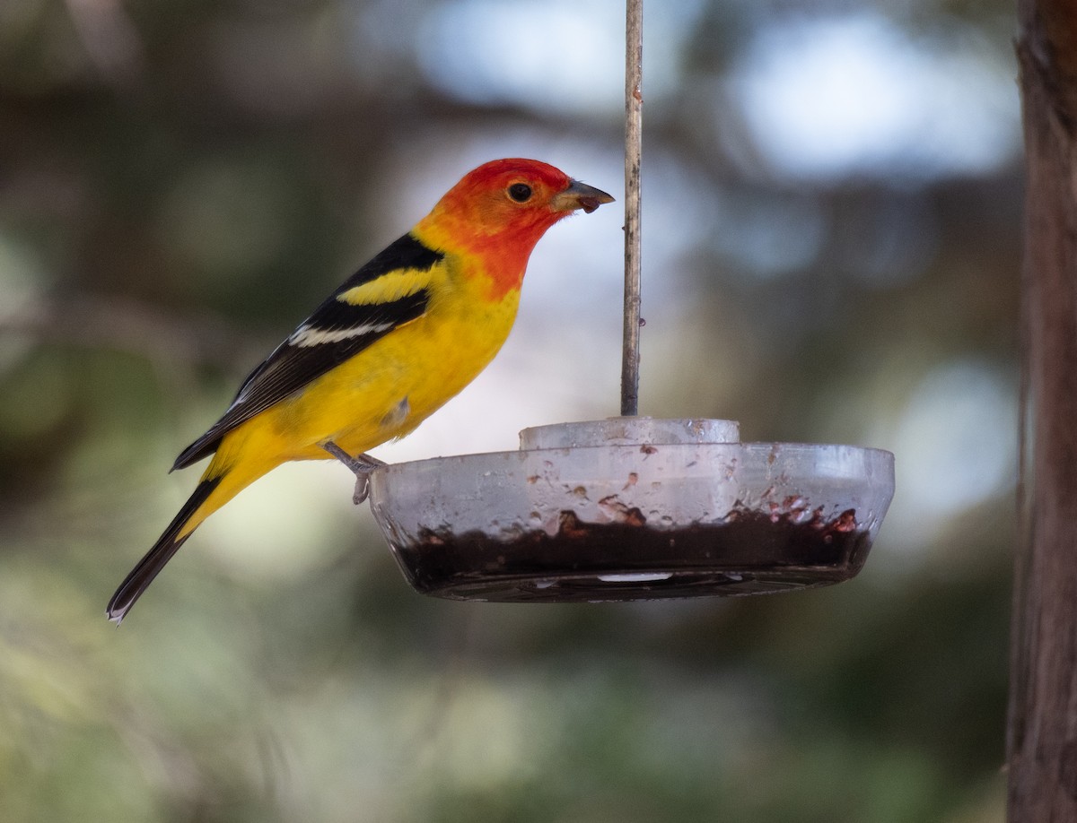 Western Tanager - ML619084688