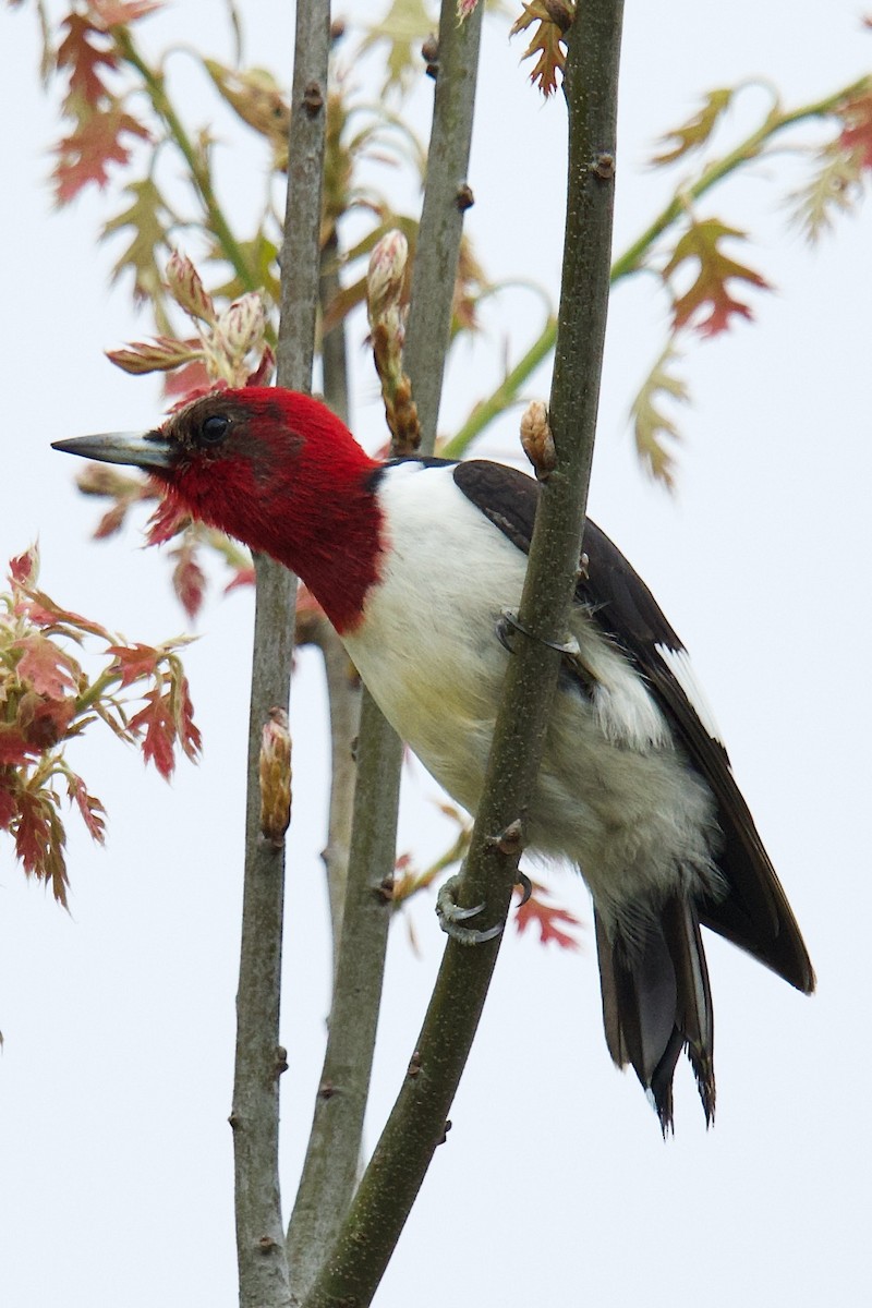 Red-headed Woodpecker - ML619084702