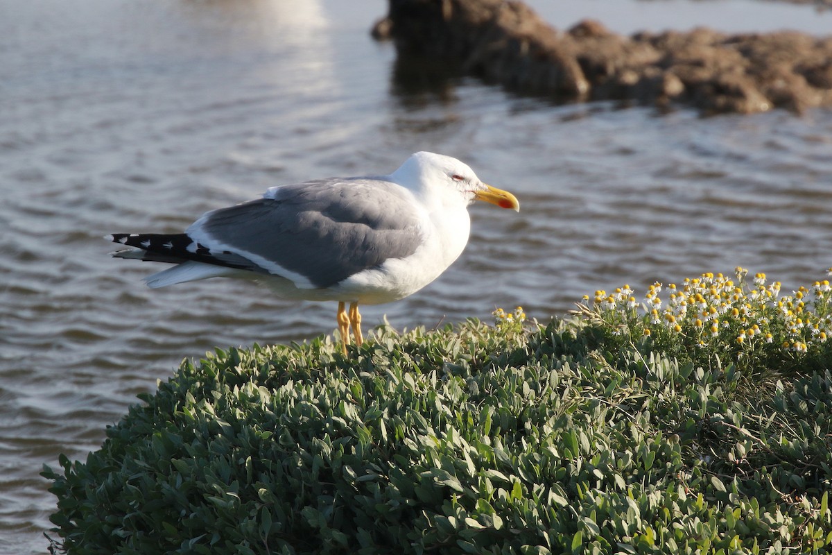 Yellow-legged Gull (michahellis) - ML619084703