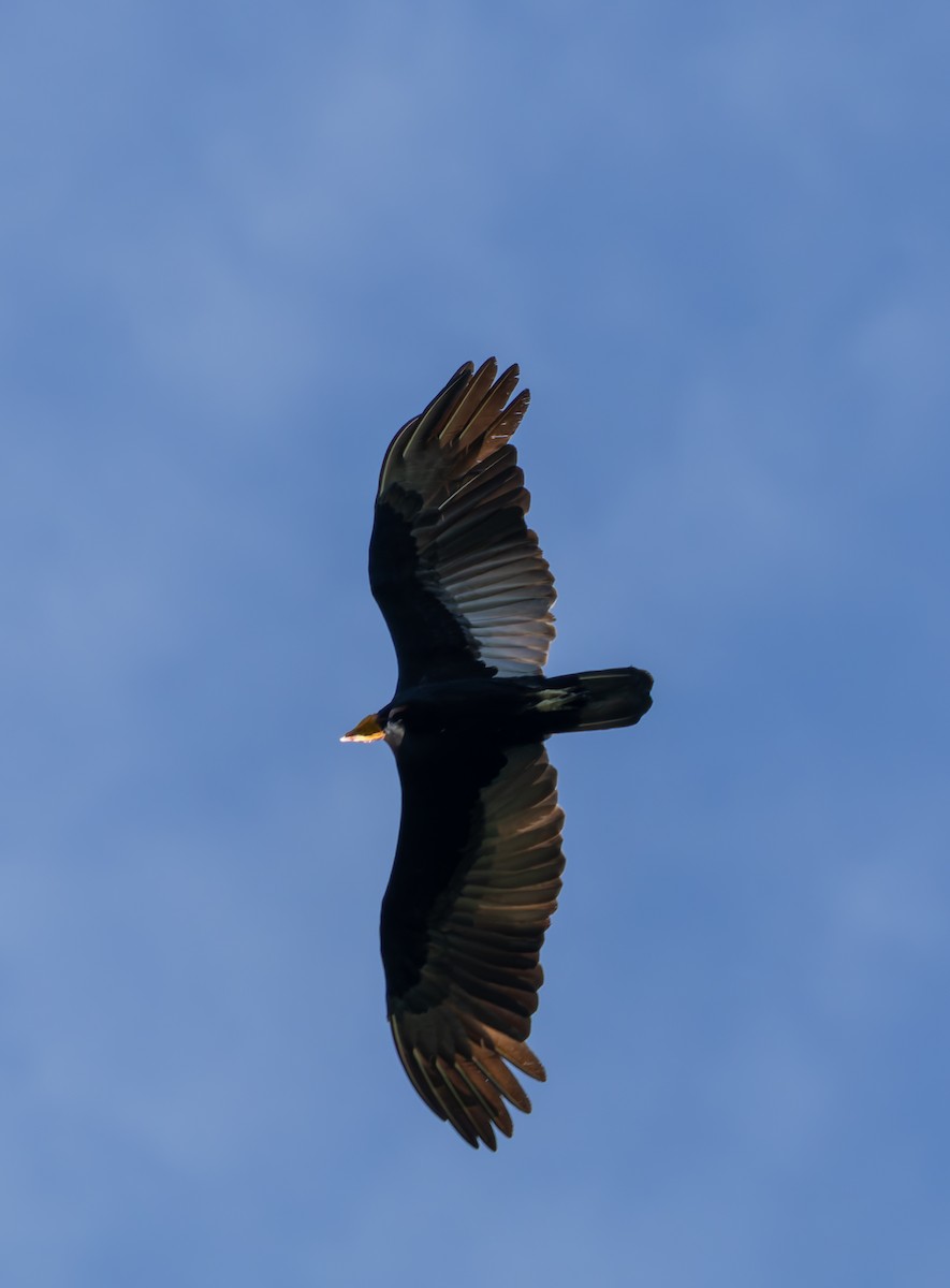 Greater Yellow-headed Vulture - ML619084744