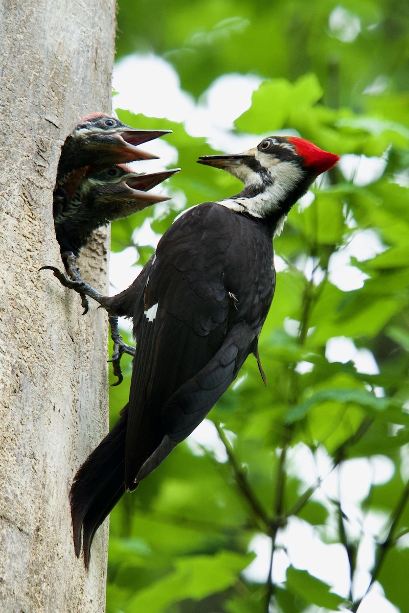 Pileated Woodpecker - ML619084754