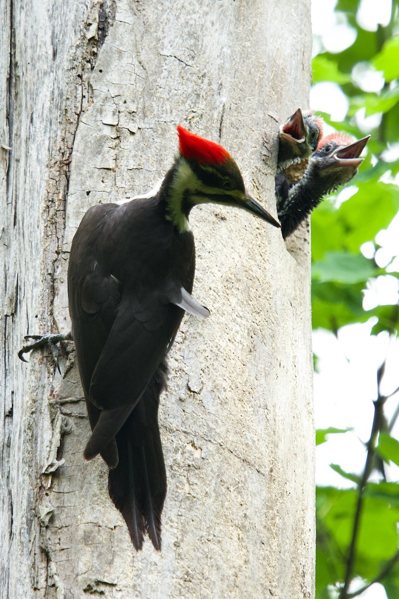 Pileated Woodpecker - ML619084755