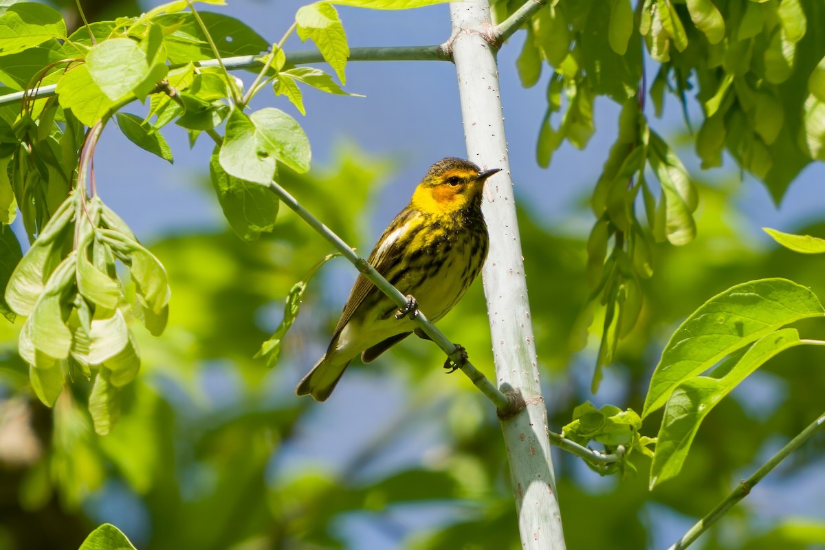 Cape May Warbler - ML619084788