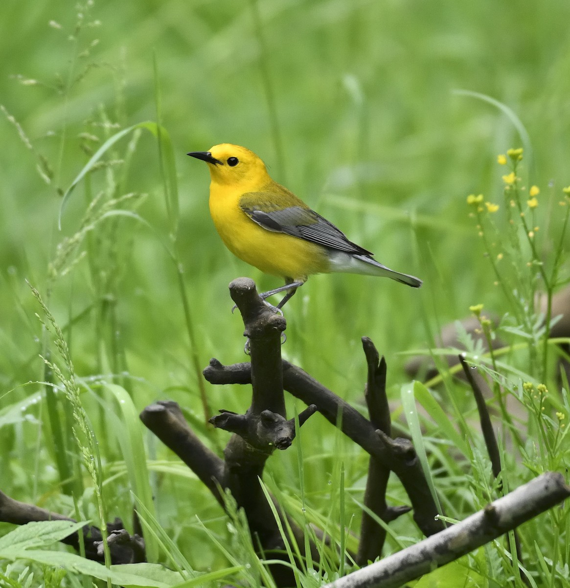Prothonotary Warbler - ML619084793