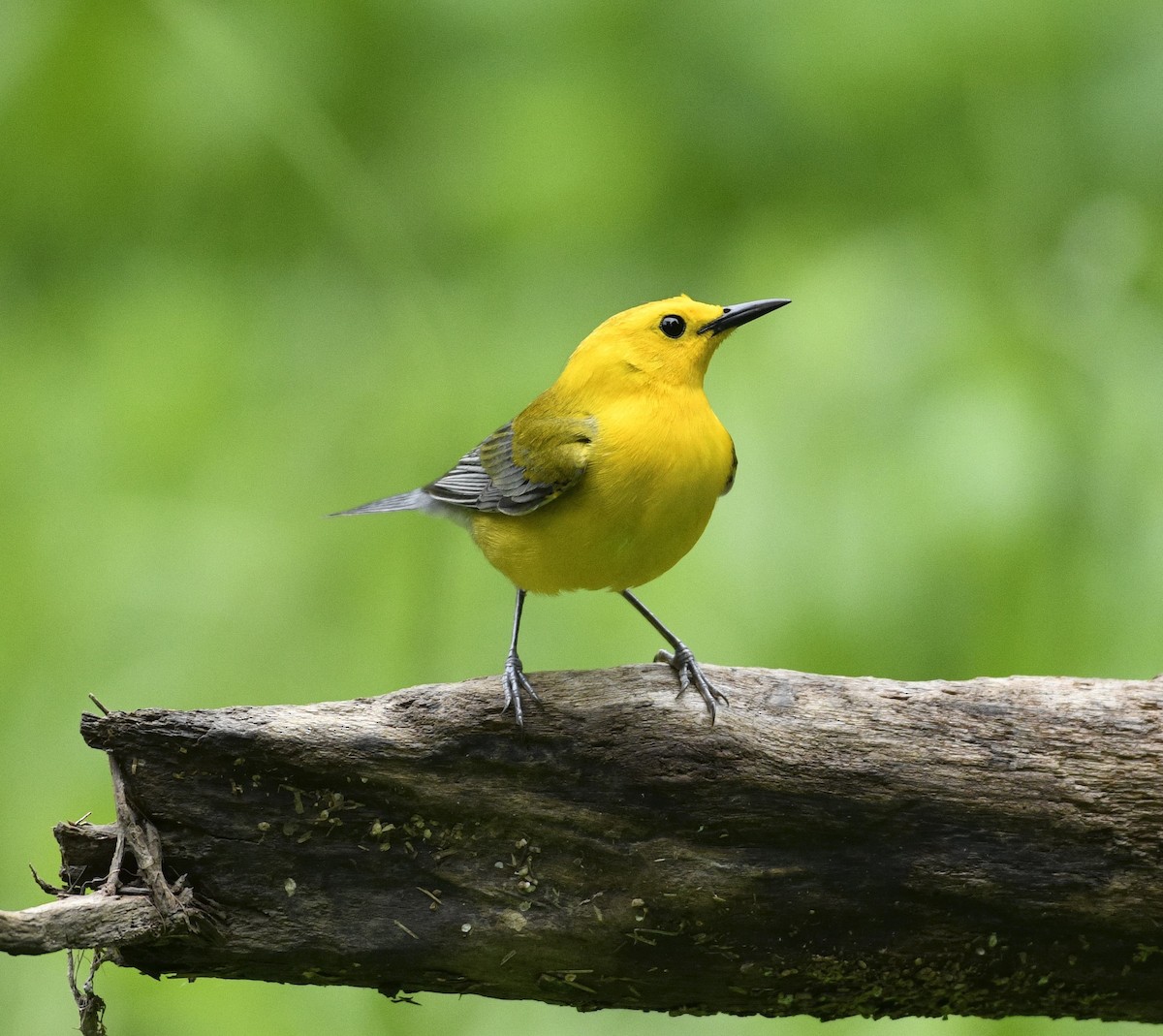 Prothonotary Warbler - ML619084800