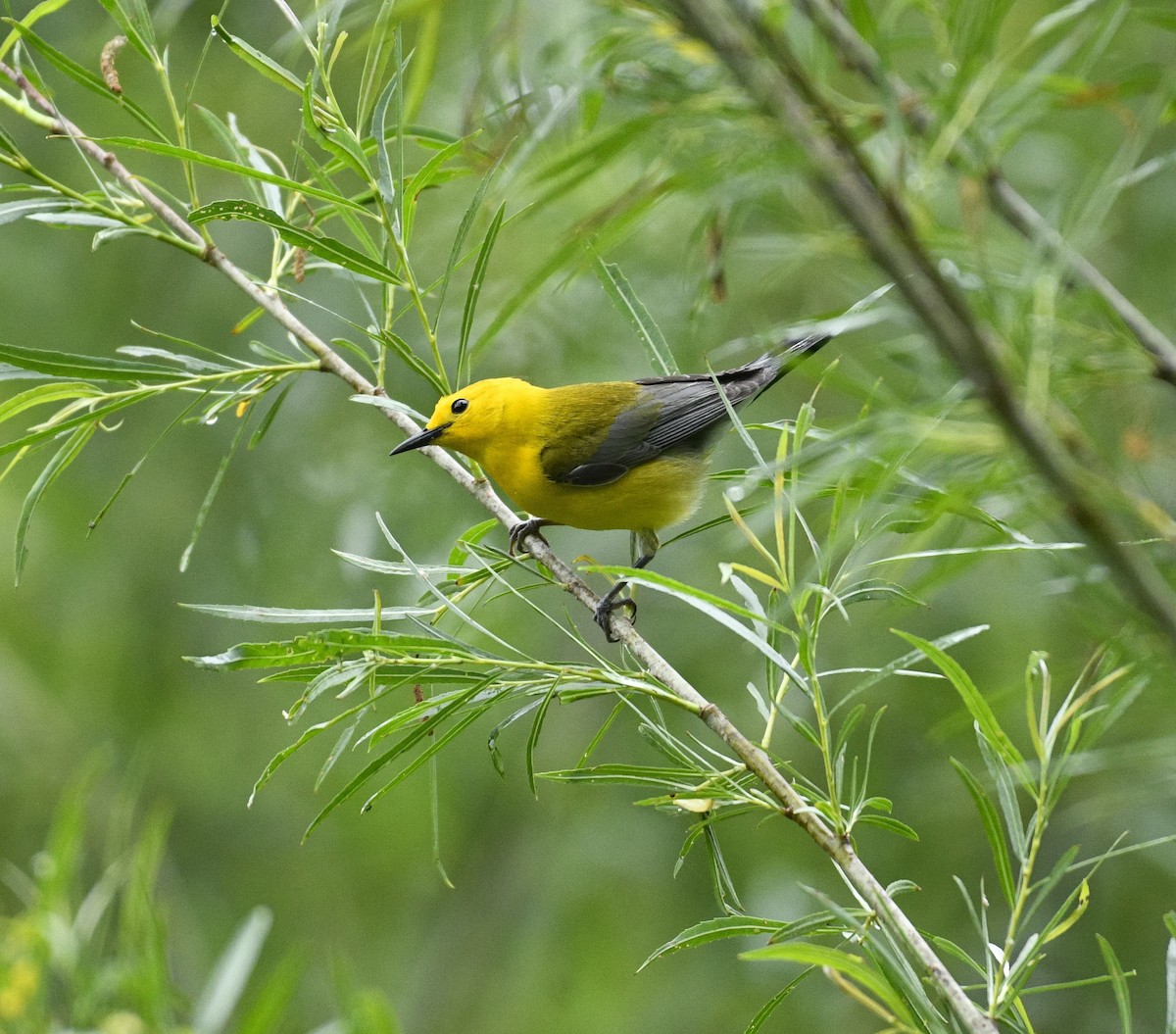 Prothonotary Warbler - ML619084802