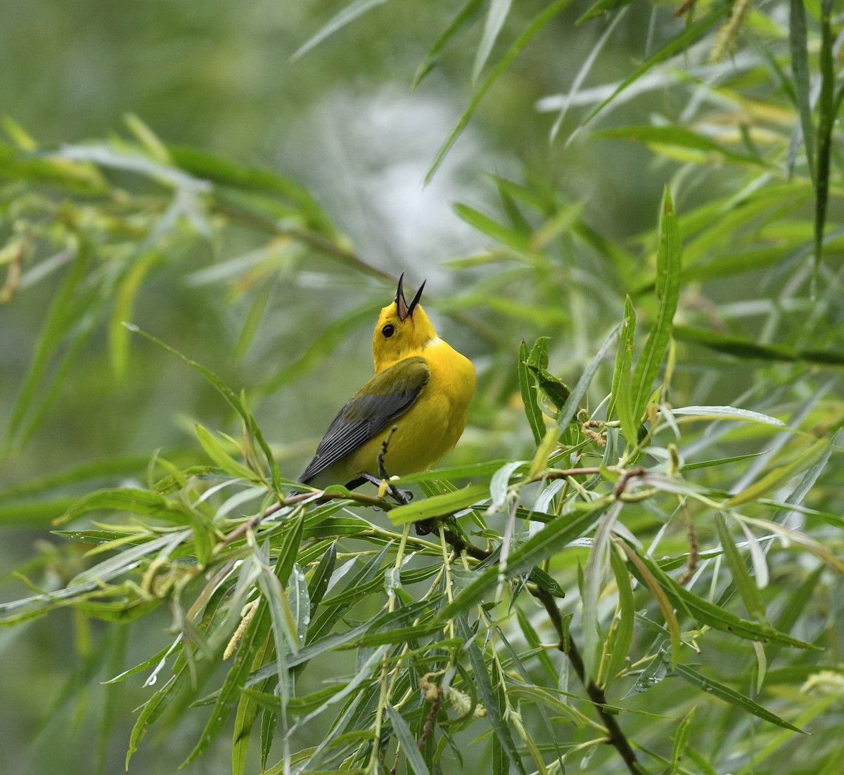 Prothonotary Warbler - ML619084804