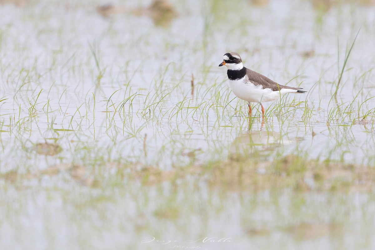 Common Ringed Plover - ML619084807