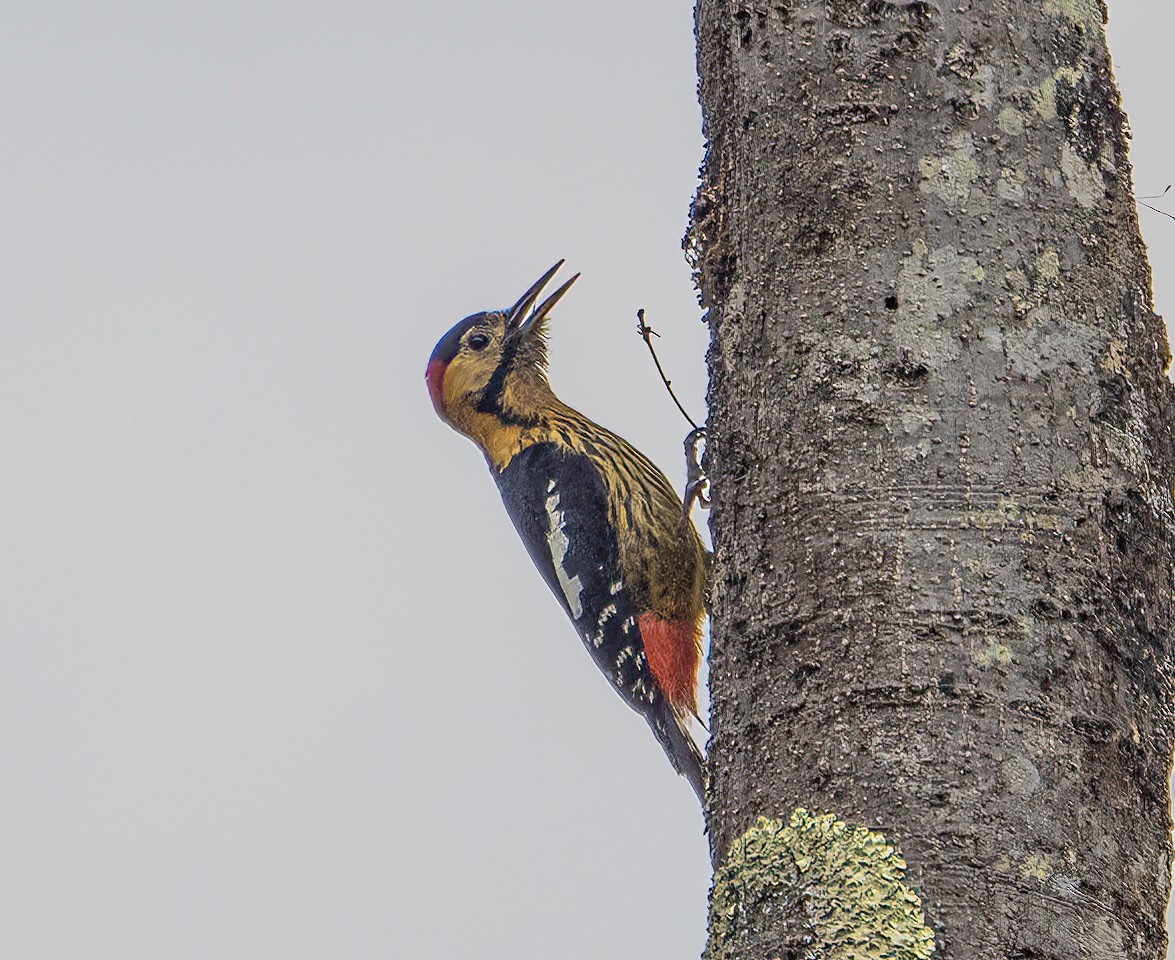 Darjeeling Woodpecker - ML619084817