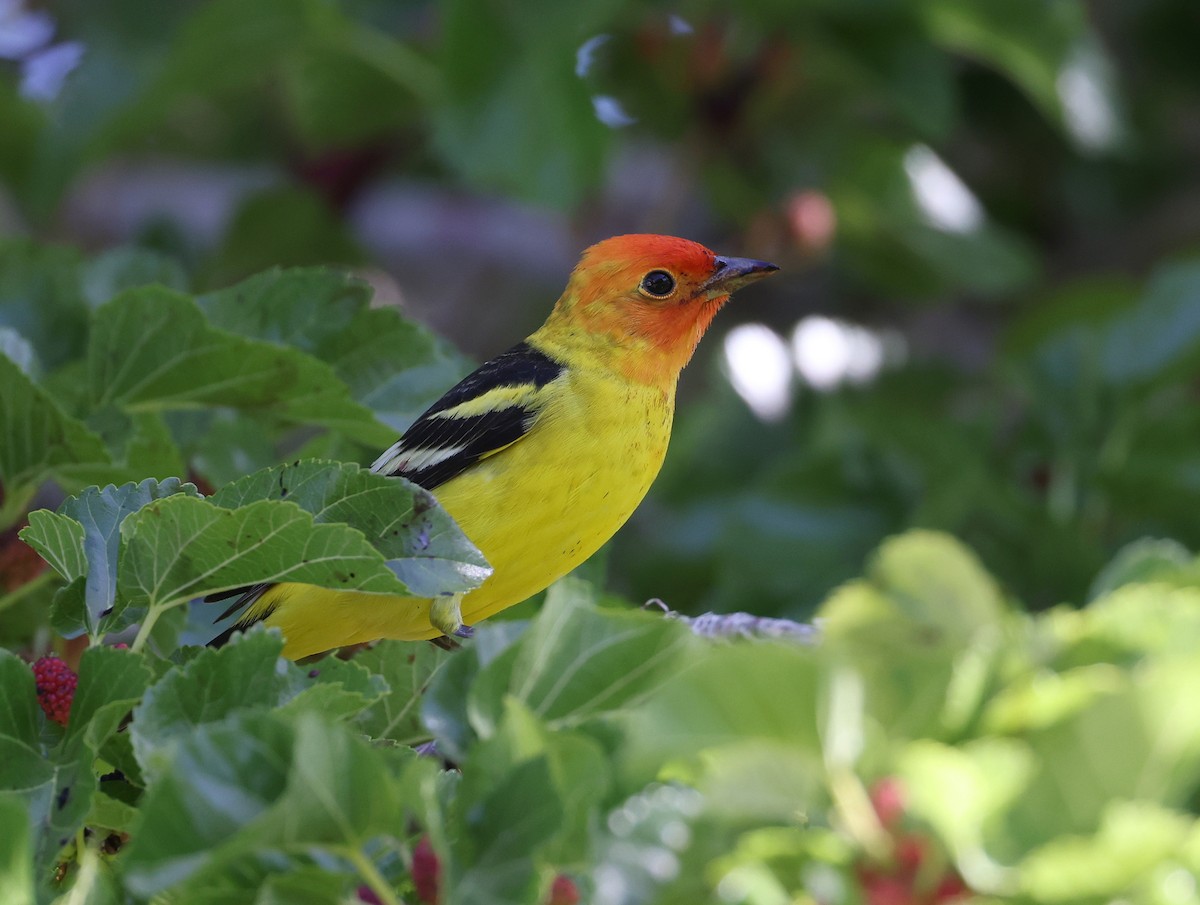 Western Tanager - ML619084831