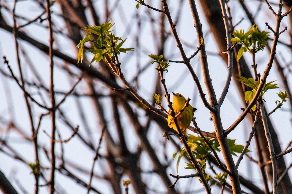 Yellow Warbler - ML619084918