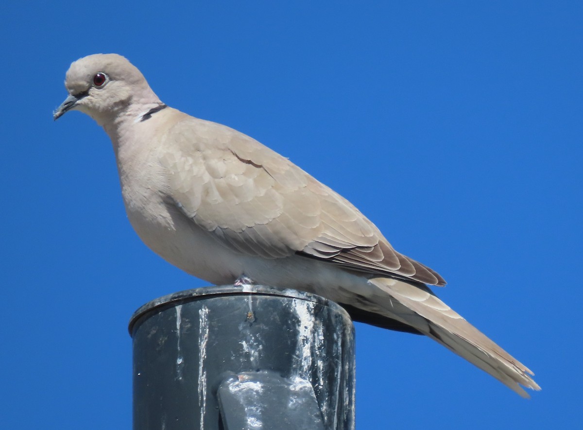 Eurasian Collared-Dove - ML619084927