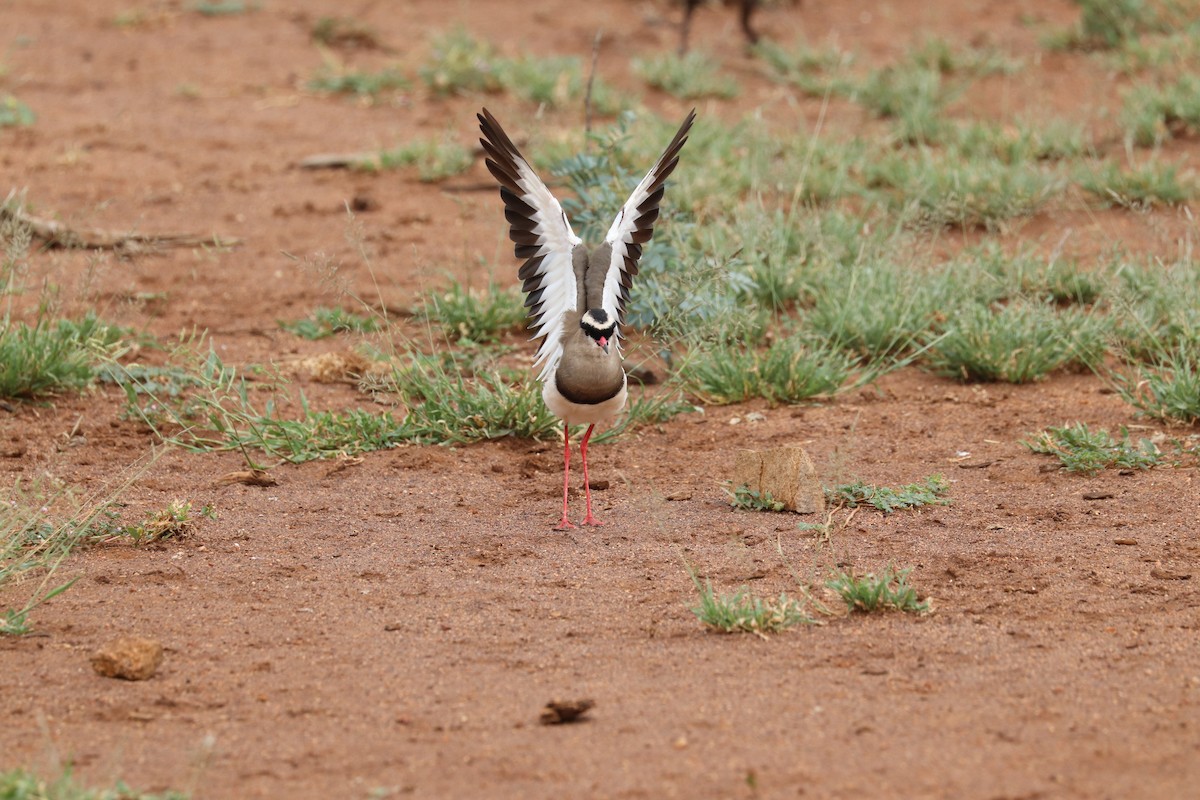 Crowned Lapwing - ML619084960