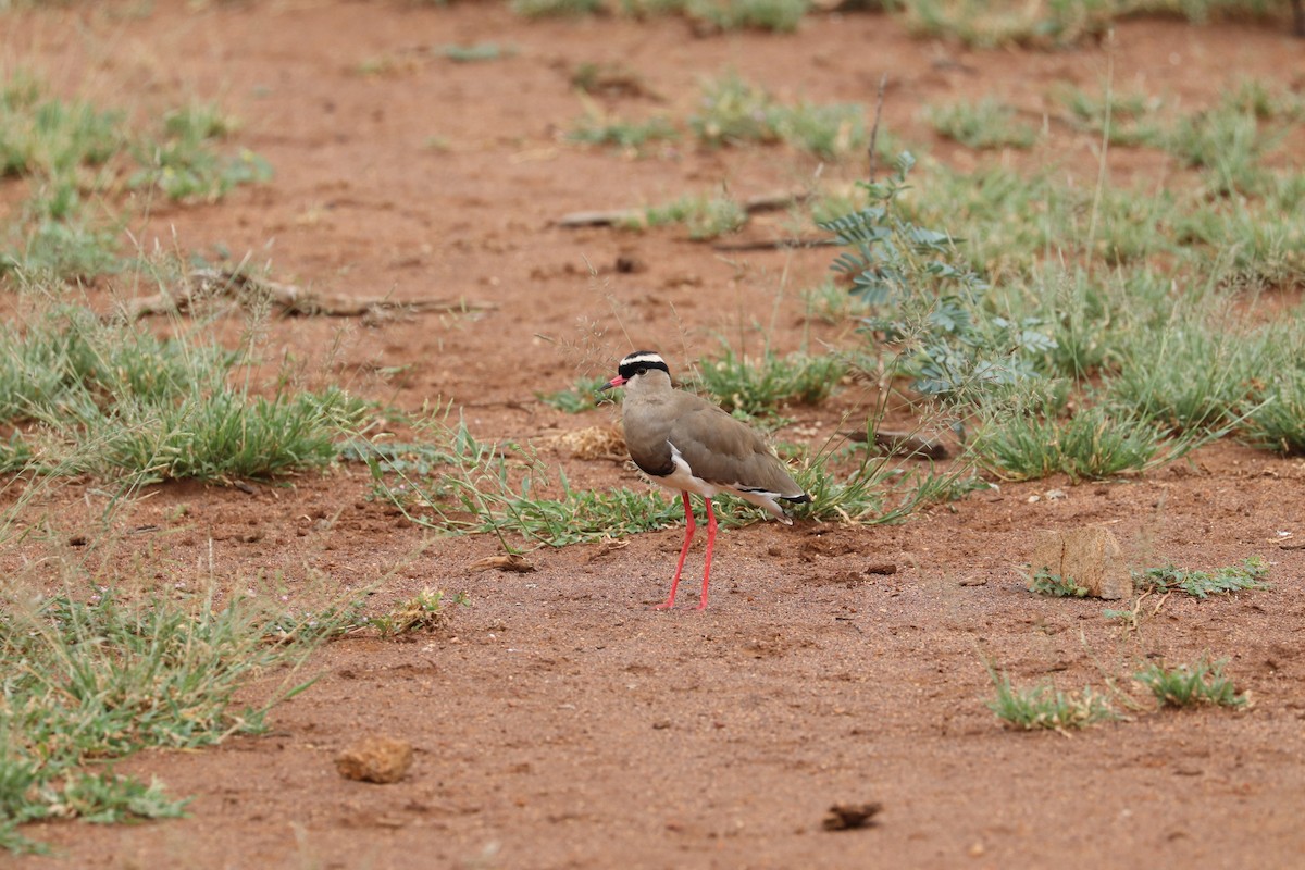 Crowned Lapwing - ML619084983