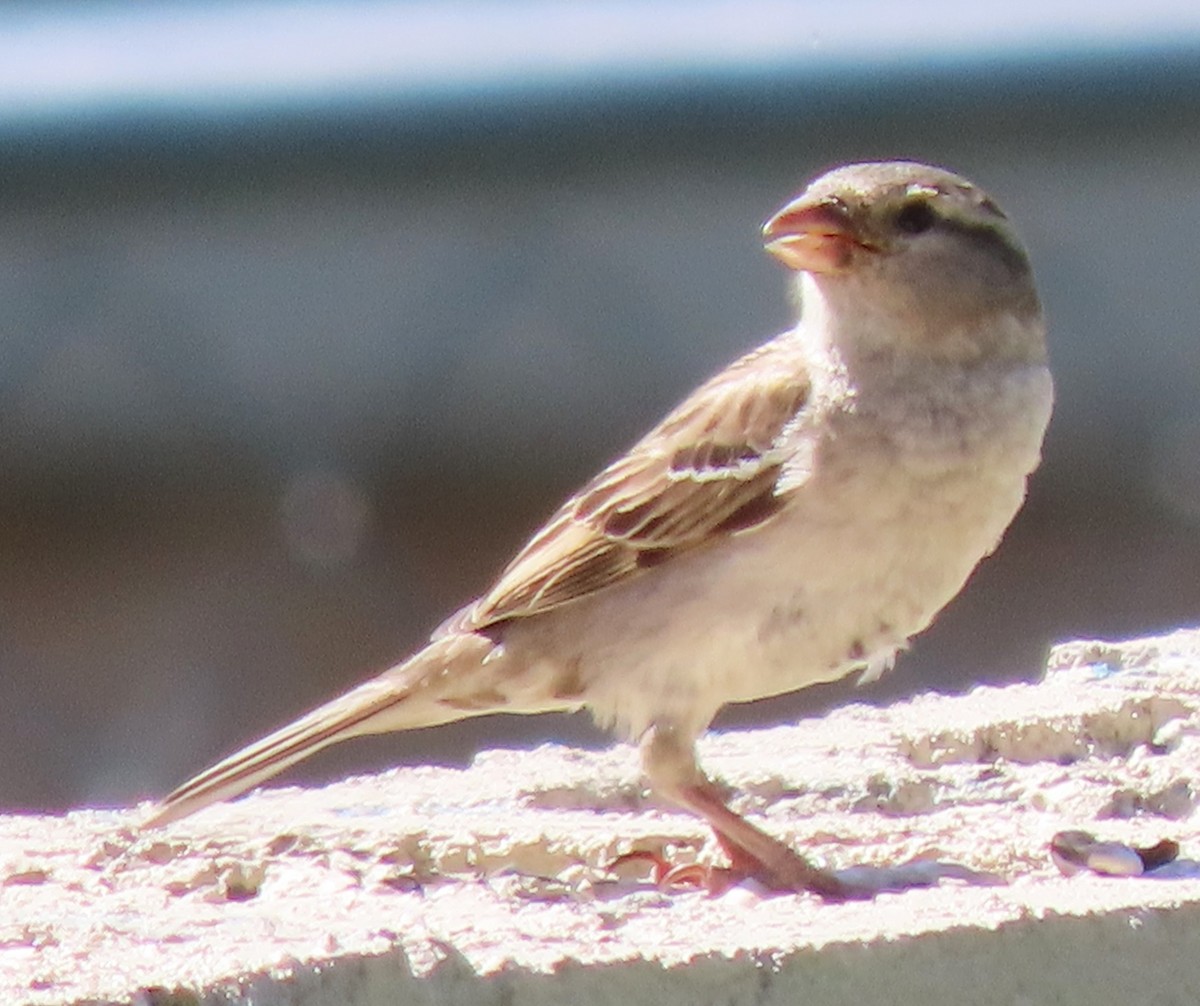 House Sparrow - ML619085010