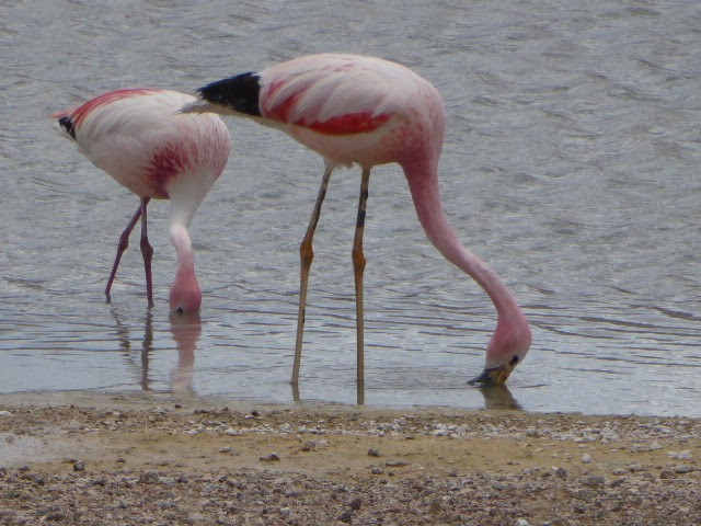 James's Flamingo - ML619085046