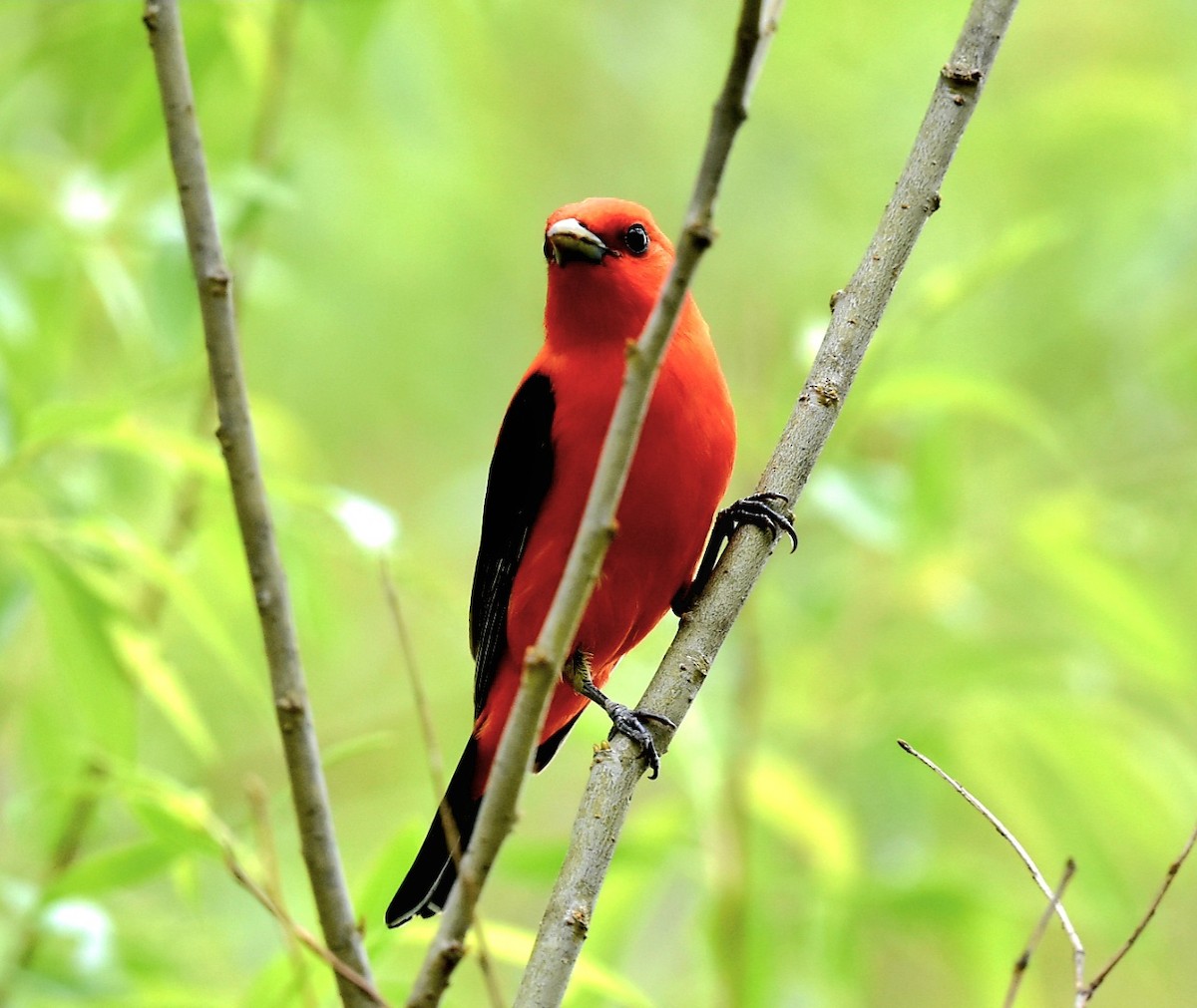 Scarlet Tanager - ML619085070