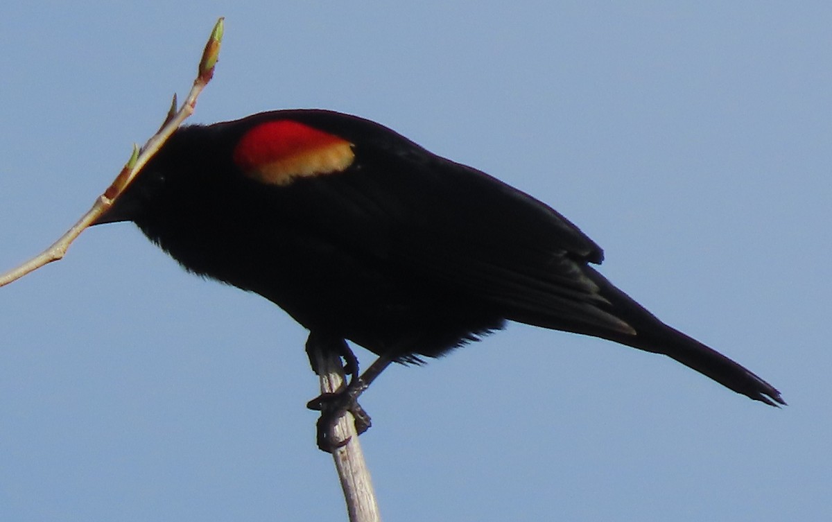 Red-winged Blackbird - ML619085073