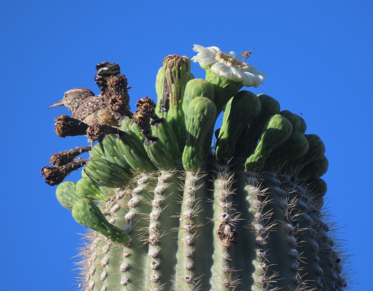 Troglodyte des cactus - ML619085074