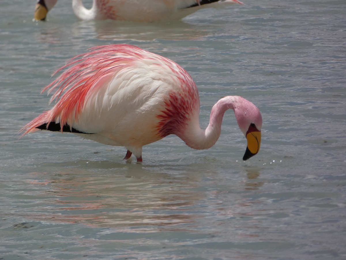 James's Flamingo - ML619085076
