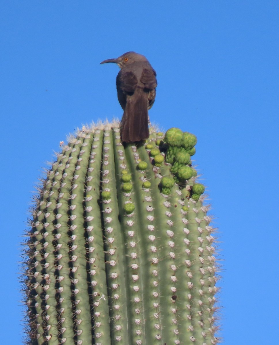 kaktusspottefugl - ML619085092