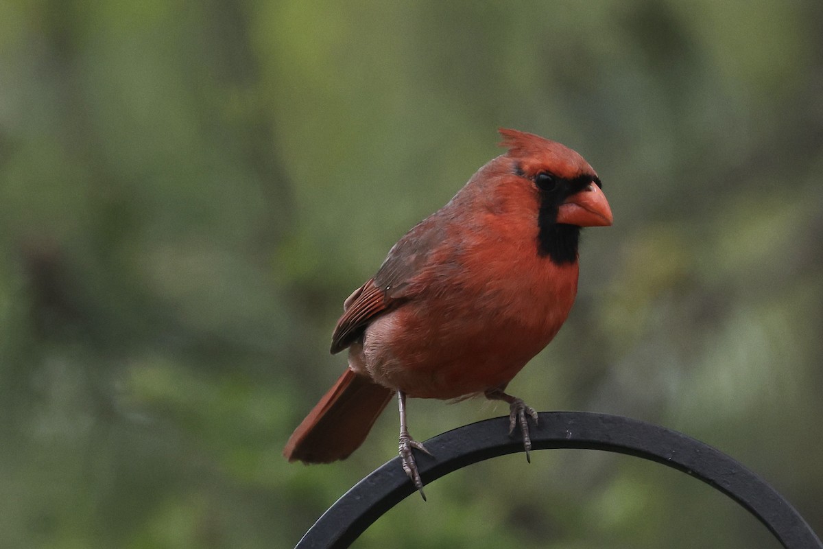 Northern Cardinal - David Harrington
