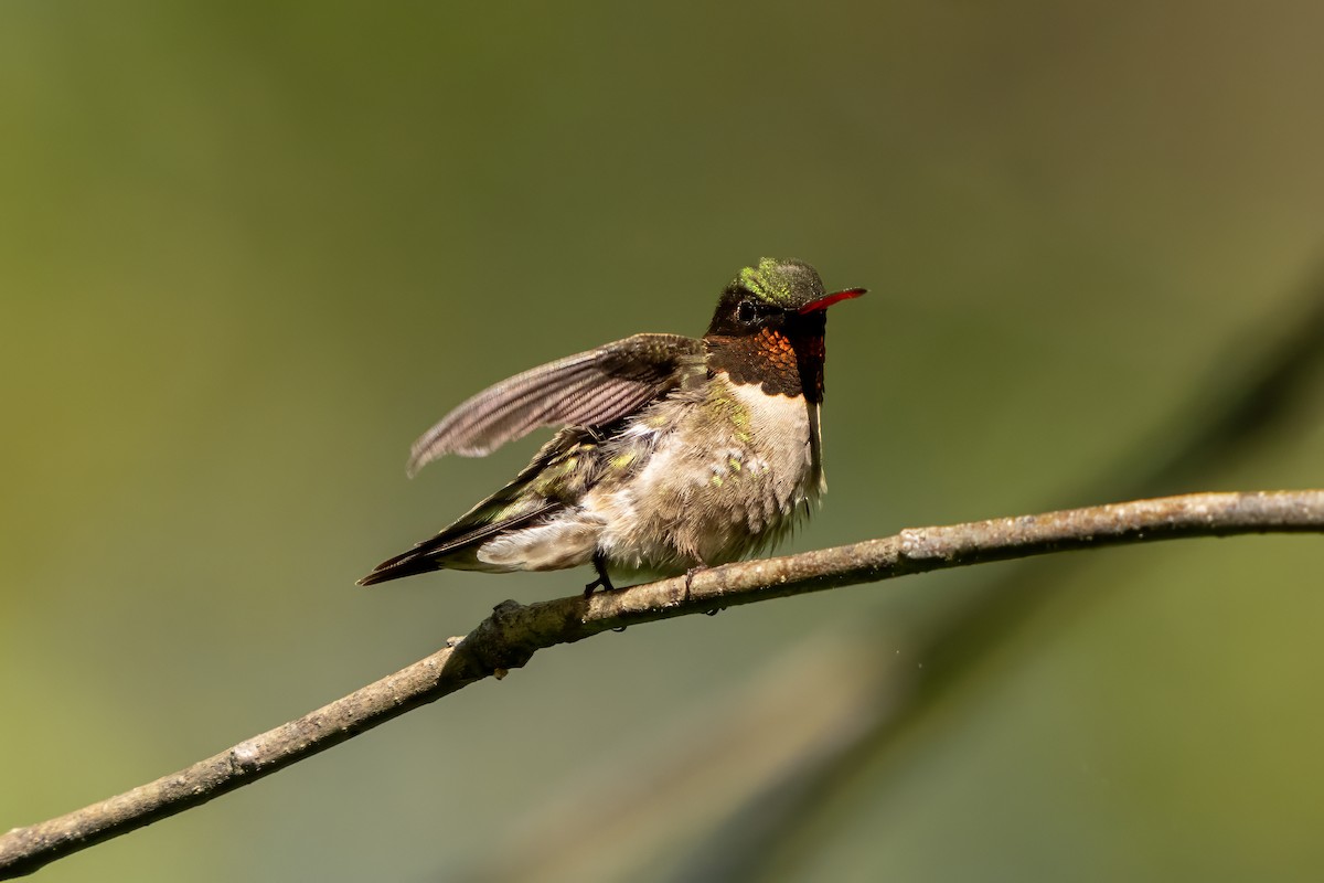 Ruby-throated Hummingbird - ML619085180