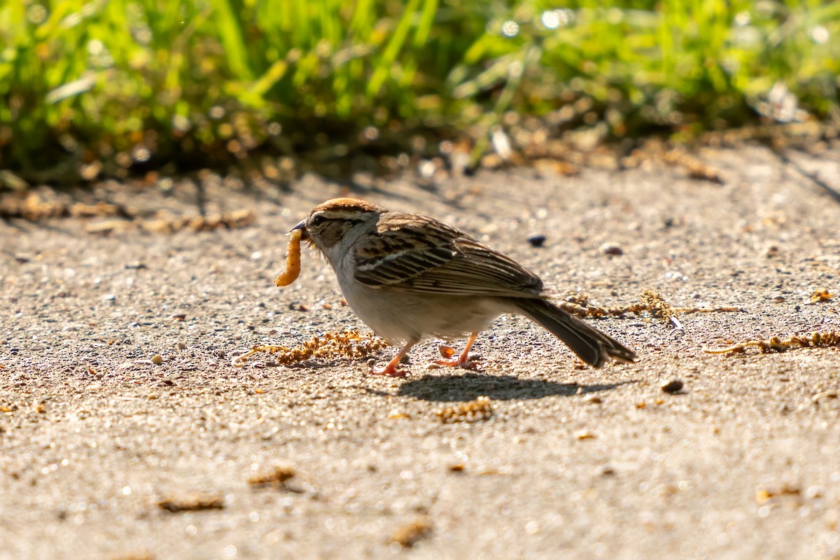 Chipping Sparrow - ML619085194