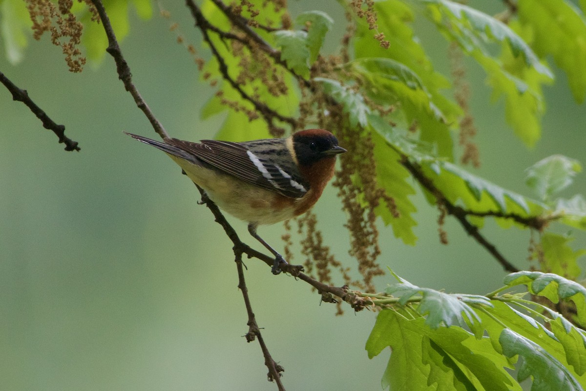 Bay-breasted Warbler - ML619085274