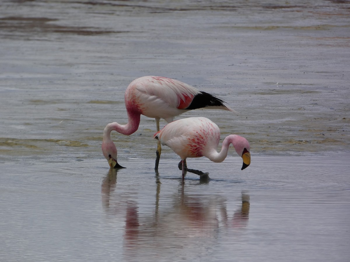 Andean Flamingo - ML619085283