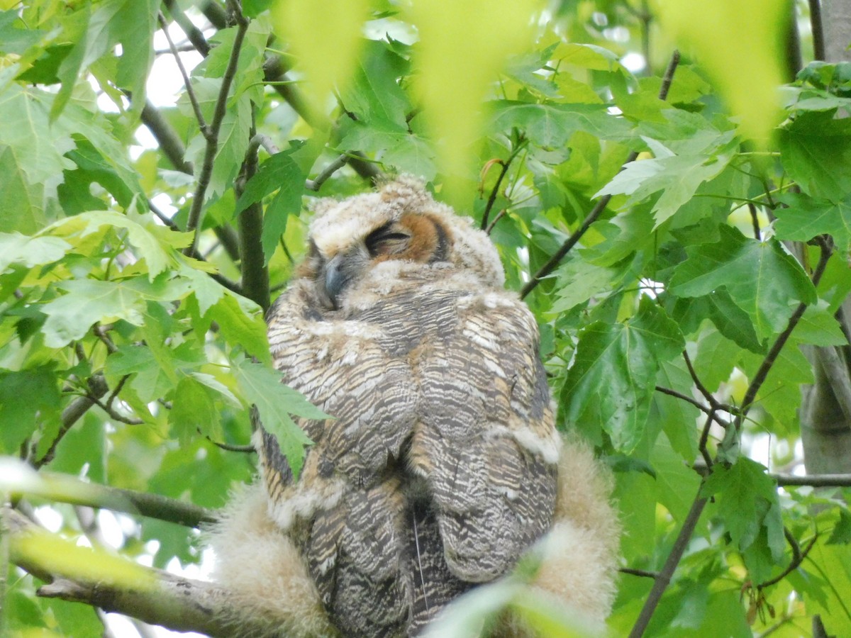 Great Horned Owl - ML619085295