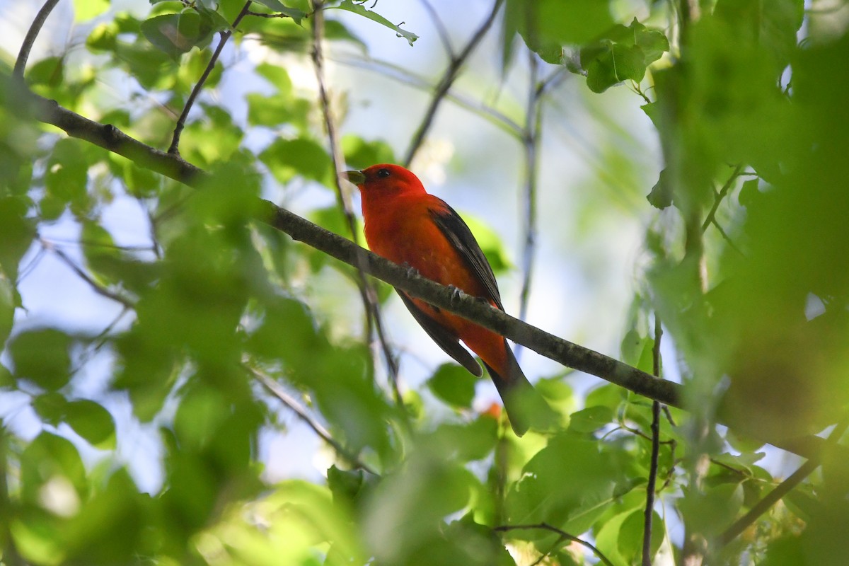 Scarlet Tanager - ML619085388