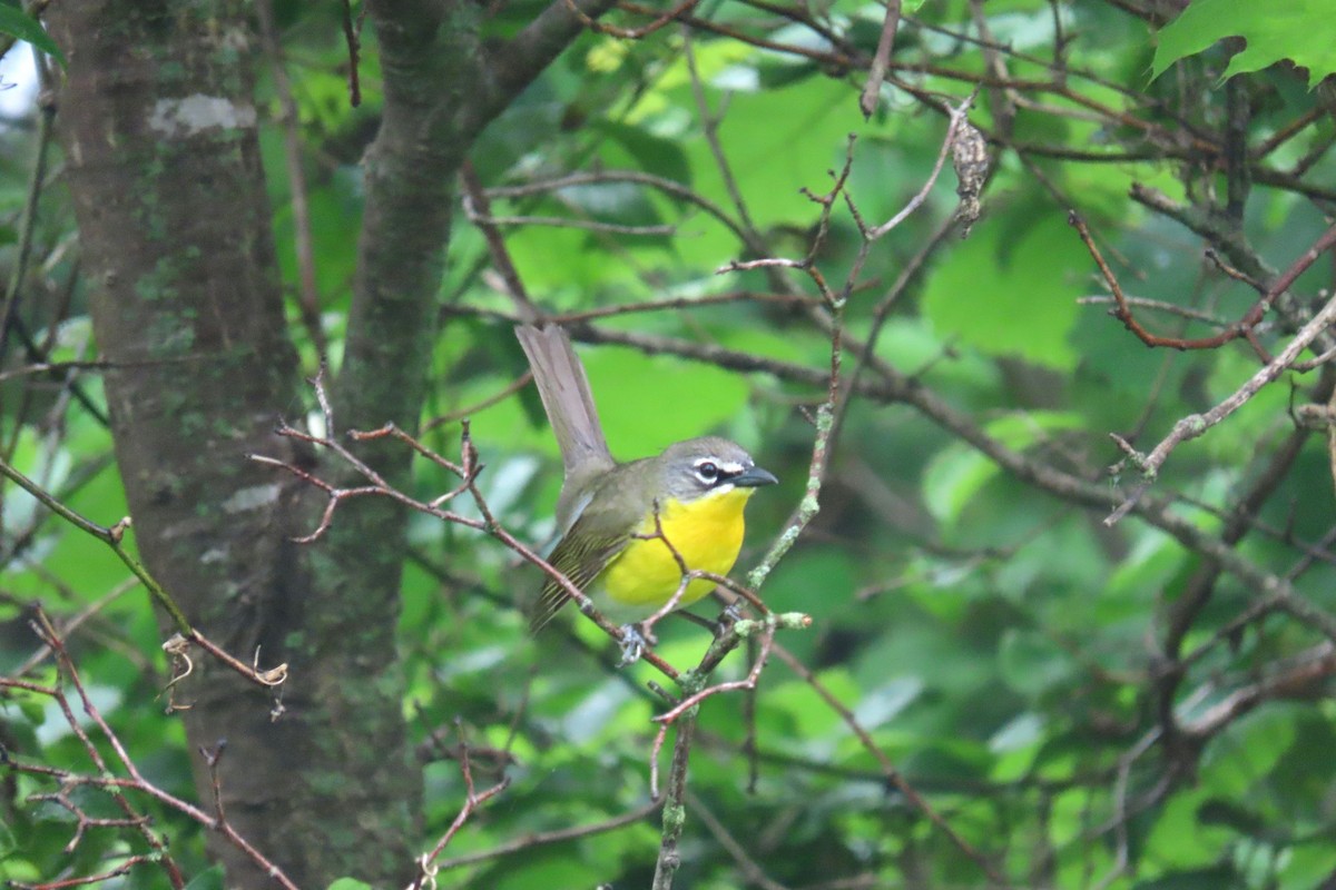 Yellow-breasted Chat - ML619085400