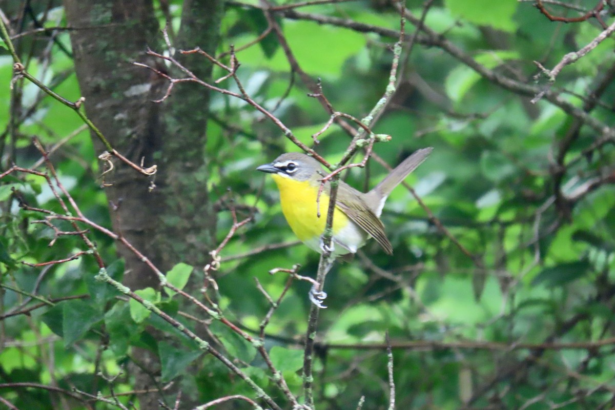 Yellow-breasted Chat - ML619085401