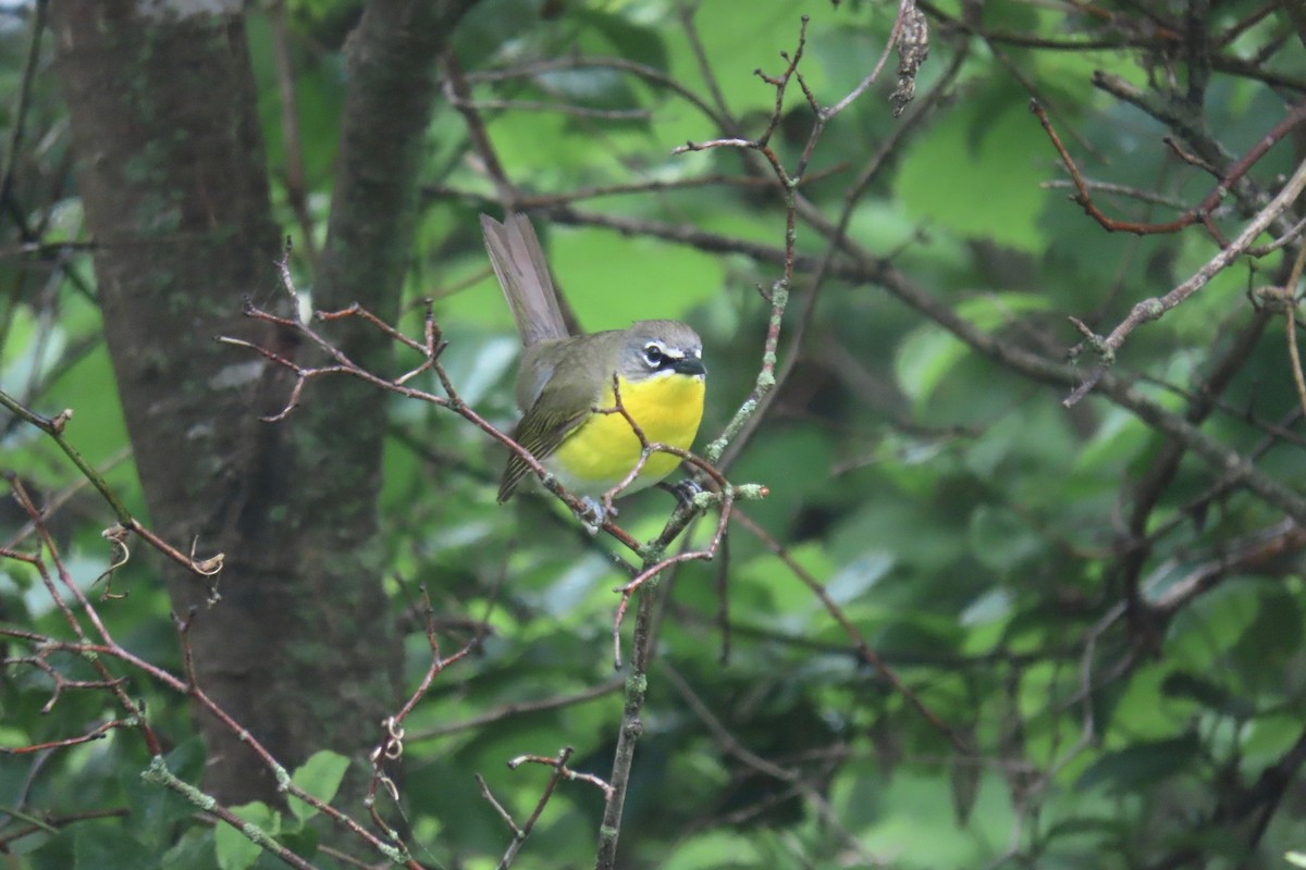 Yellow-breasted Chat - ML619085402