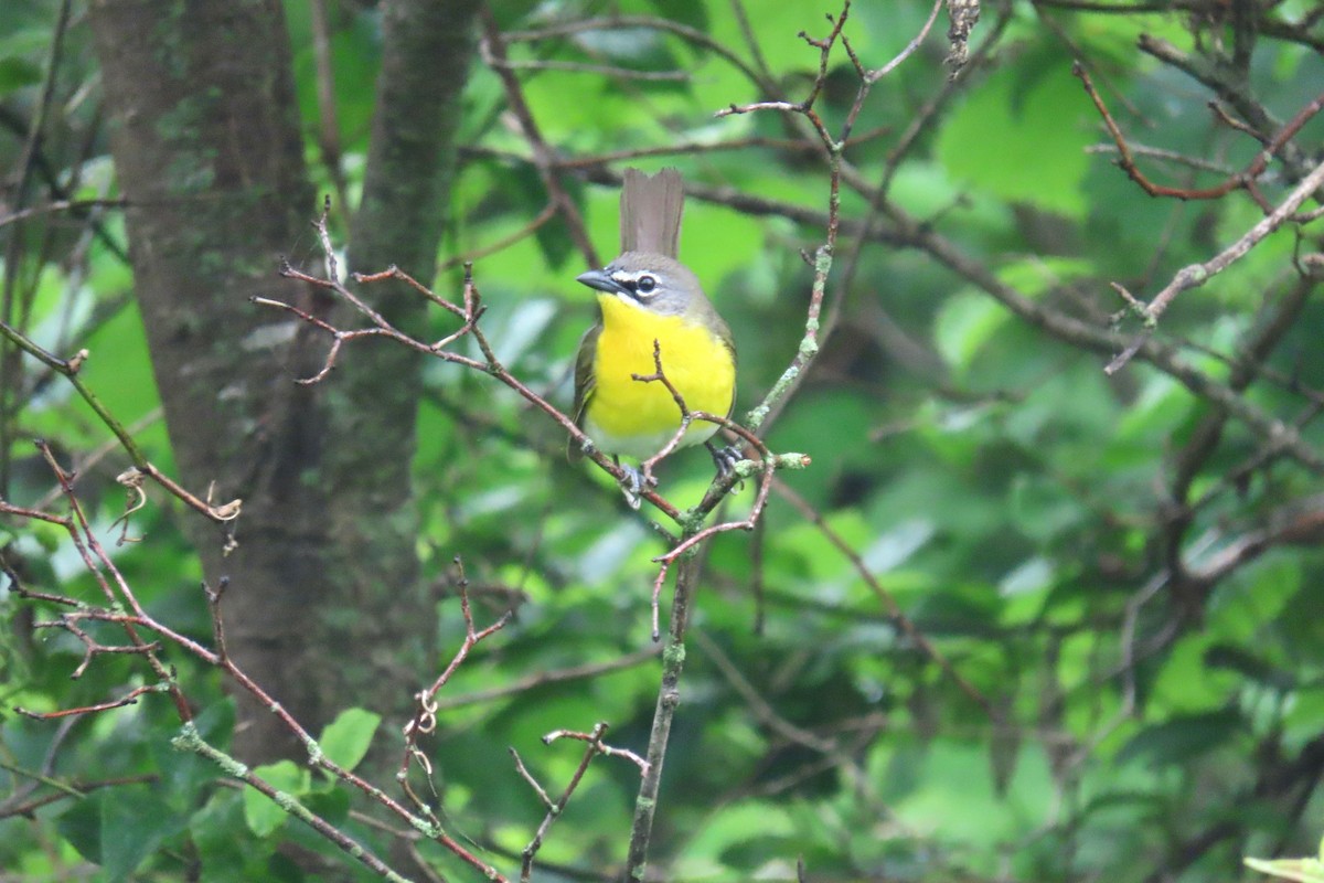 Yellow-breasted Chat - ML619085403