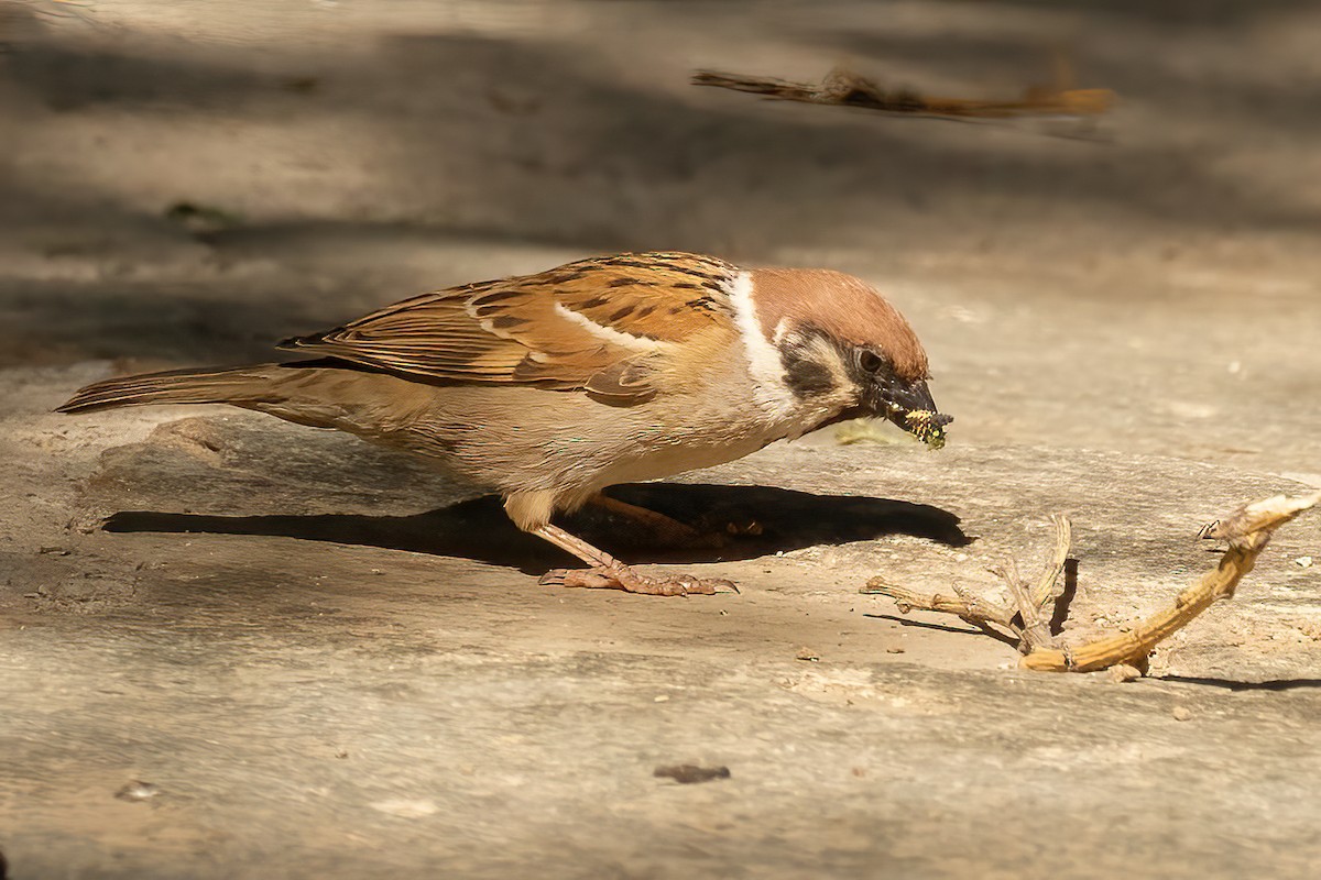 Eurasian Tree Sparrow - ML619085418
