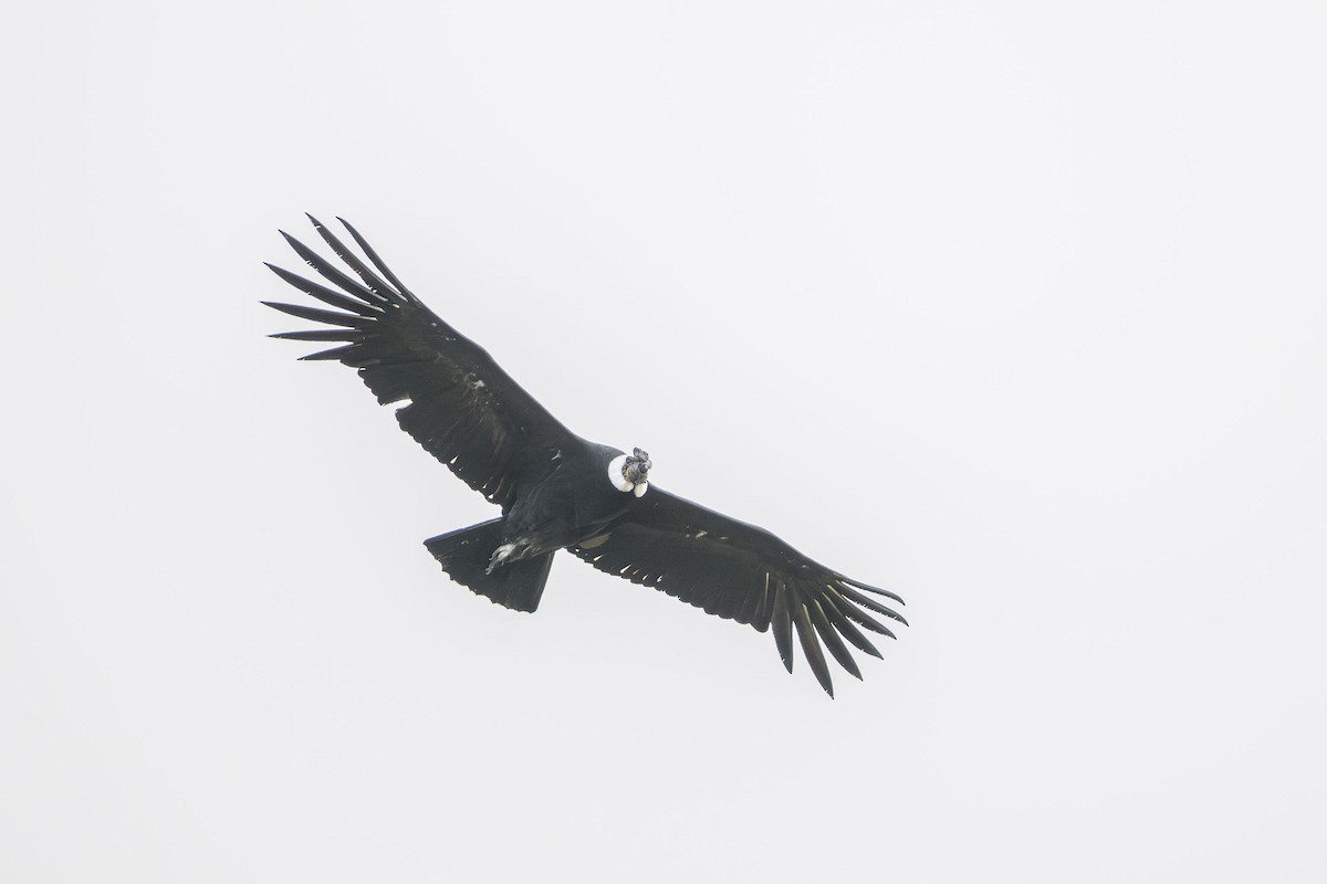 Andean Condor - ML619085426