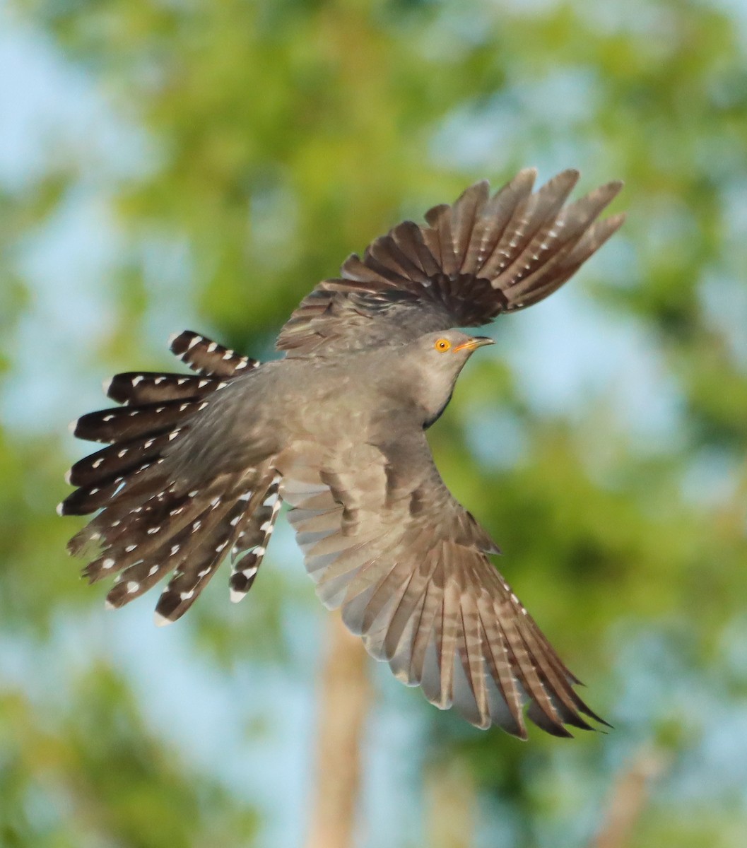 Common Cuckoo - ML619085460