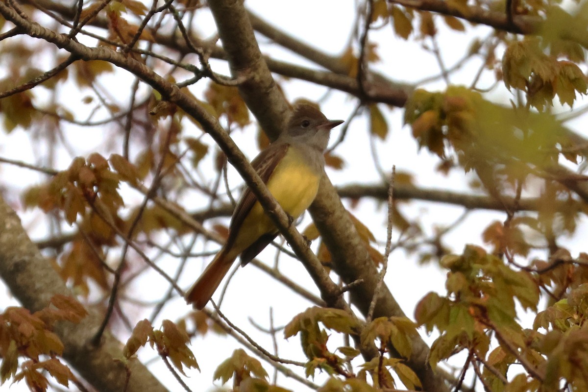 Great Crested Flycatcher - ML619085507