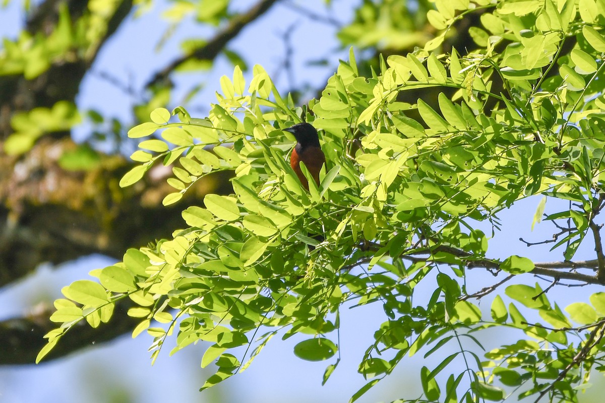 Orchard Oriole - ML619085518