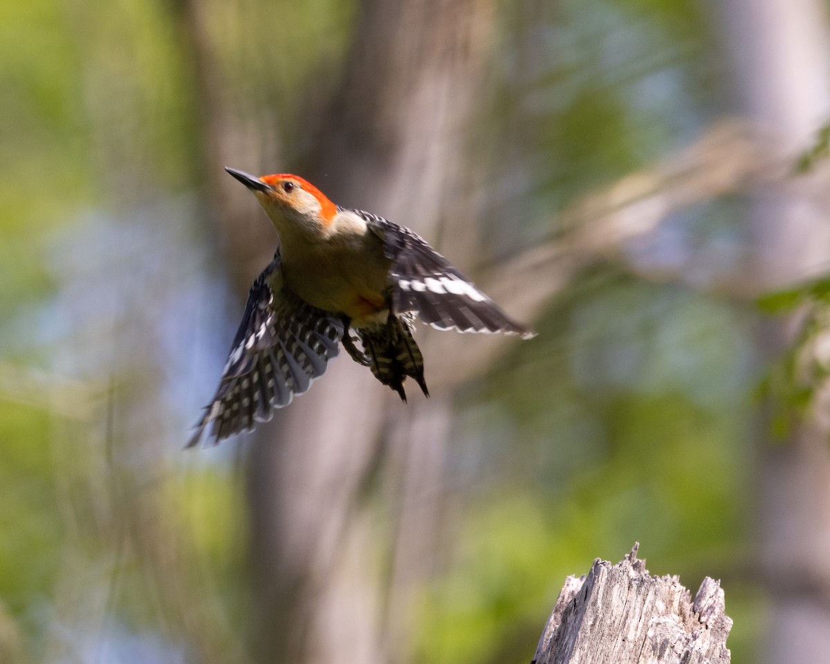 Red-bellied Woodpecker - ML619085552