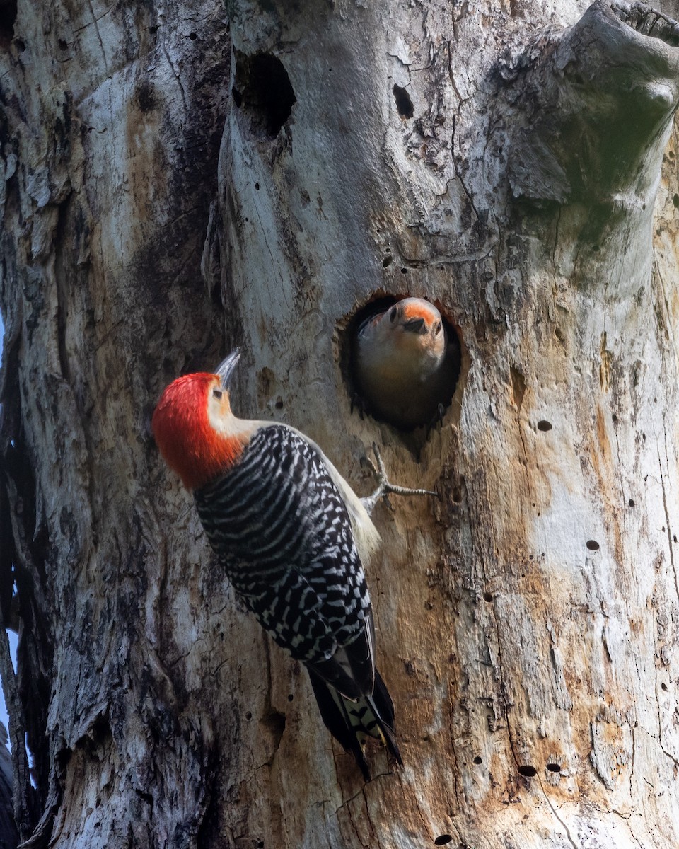 Red-bellied Woodpecker - ML619085553