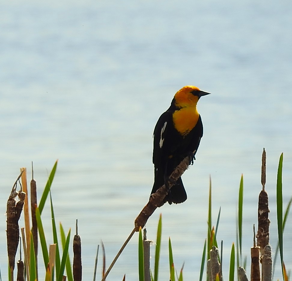 Yellow-headed Blackbird - ML619085612
