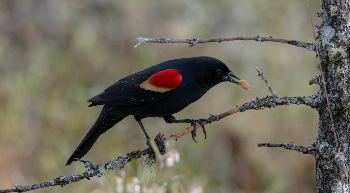 Red-winged Blackbird - ML619085621